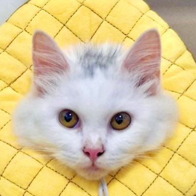 ayohyoh11's profile picture. 