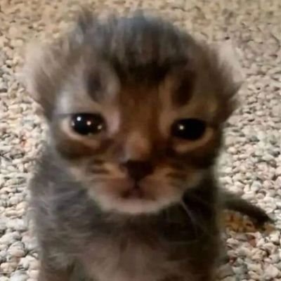 tombwithaloom2's profile picture. Visca Barca 💙❤️ |  2005 Male