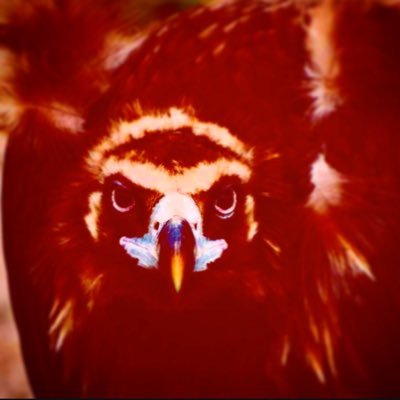 I am a guidance. I am an exception. I am The Vulture. ROBLOX developer, console streamer (sometimes) https://t.co/pVC0GvzFjc