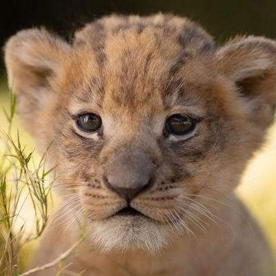 OleksandrSeneka's profile picture. who am I to be blind, pretending not to see their needs
ㅤㅤㅤㅤㅤㅤㅤㅤㅤㅤㅤㅤㅤㅤㅤㅤㅤㅤㅤㅤㅤ
could it be really me, pretending they are not alone?