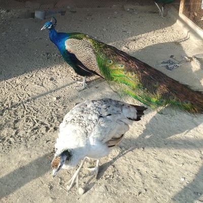 hamna_ayub's profile picture. Editor @Health_Archives | Psychologist | Researcher | Bibliophile