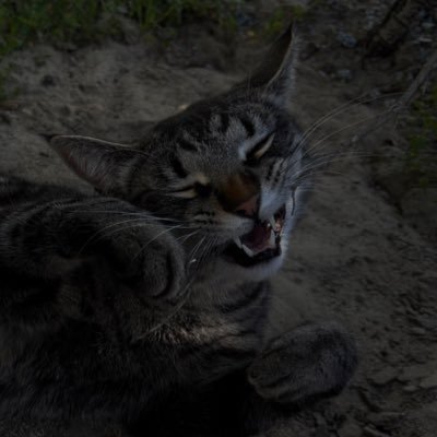 Pet care in Monterey County 🐾 Personalized visits + photo/video updates 🎥📸 for peace of mind while you’re away. 🐈⬛🐕🦺 Book now through my website! 🖤🩶