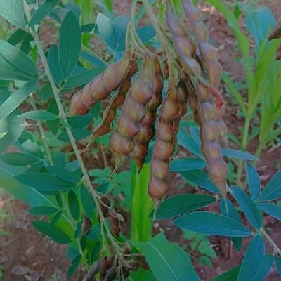 AlmonteCoco's profile picture. Long live  Starehe Boys Centre and School