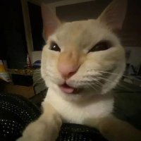 Li ✨🩷 (@linirodsal) 's Twitter Profile
