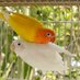 @bird_lovers (@nationpack14702) Twitter profile photo @bird_lovers (@nationpack14702) Twitter profile photo