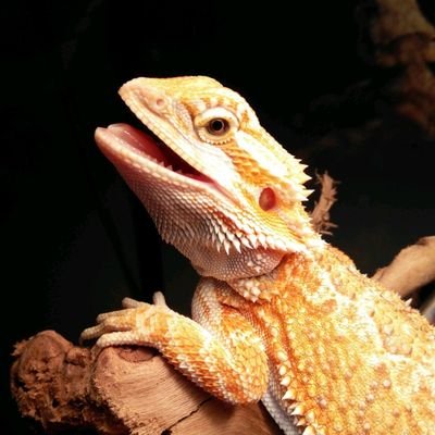 pepeklub's profile picture. 