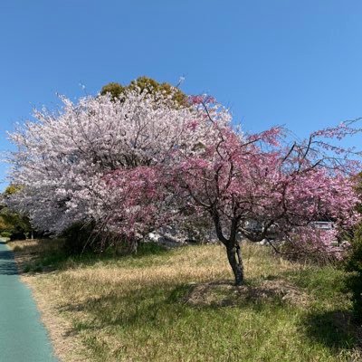 Haru_pop_77's profile picture. SEVENTEEN(🍕🦊👼)