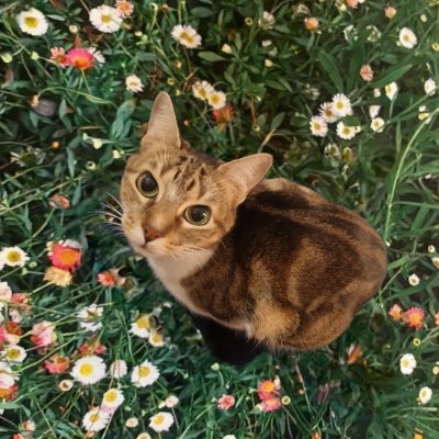 emilsearaoz's profile picture. Es muy difícil ser felíz sin hacer el ridículo 🧚🏻‍♀️