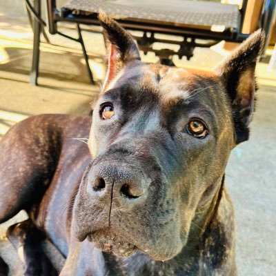 JoeeMeez2's profile picture. X suspended my 21.5K account for absolutely no reason. Was JoeeMeez MAGA MAHA Steelers Trump won 3 Times (NO DMs Instant BLOCK)