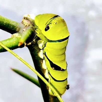 tummy1999's profile picture. アラフィフの食いしん坊＋酒飲み。最近ウイスキー沼にハマりつつ…ラフロイグ旨いよ！

基礎疾患+双極＆ADHD＋更年期＋LongCovid3年目