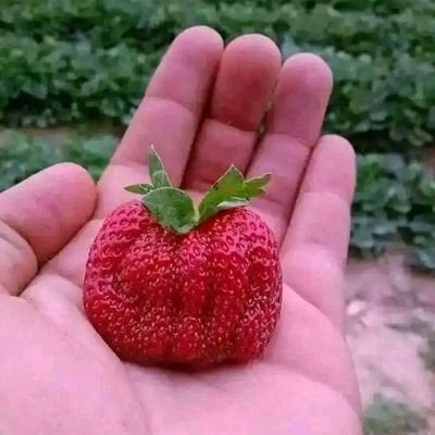 @8762salme