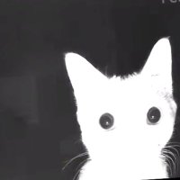 eve (@luvingmoons) 's Twitter Profile