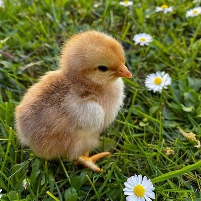 bunhnda's profile picture. 𖥻 ִֶָ ˚🧸  ✫  hi!   i am an angel luminescent underneath the sun-dust, with roseate pearl teardrops, i epitomizes myself as a pulchritudinous queen. ‧₊𖥔