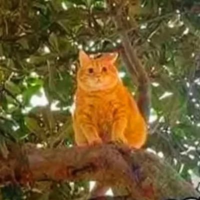 Joshuafran2001's profile picture. 