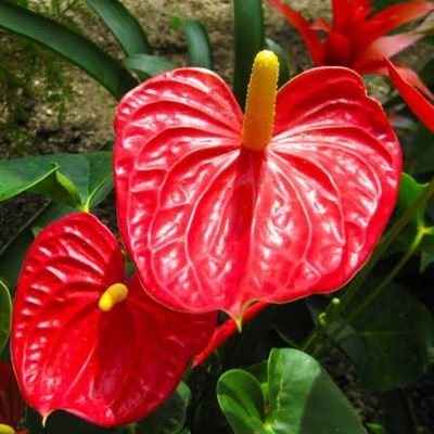 nanakana28's profile picture. 40代の女性、実家のイチゴ🍓園の仕事を手伝ってます
アスパラ、枝豆、玉ねぎ、お米、チュウリップの花🌷作りながら、自然を楽しんでます。自然が大好きで自然の力で裸足歩きで元気になりました