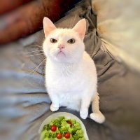 hagit b (@tzooka) 's Twitter Profile