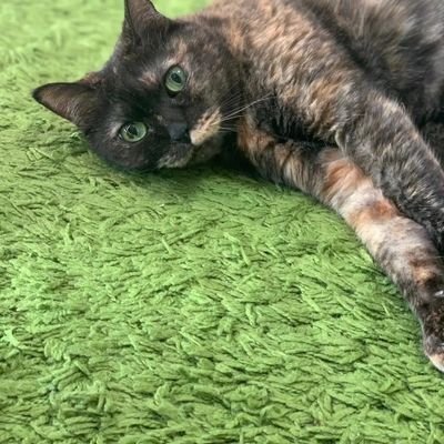 popy244's profile picture. 