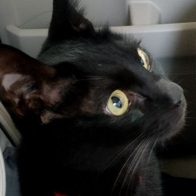 miya(黒猫)さんのプロフィール画像