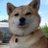 sakura2_shiba