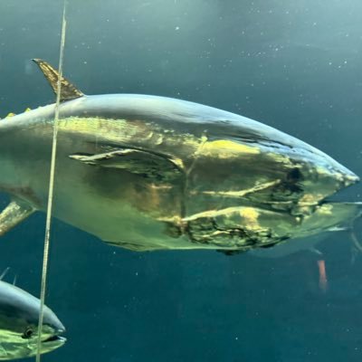 和風マグロさんのプロフィール画像