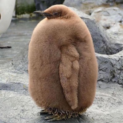 kyu_to_kimi's profile picture. もこもこした生き物が好き