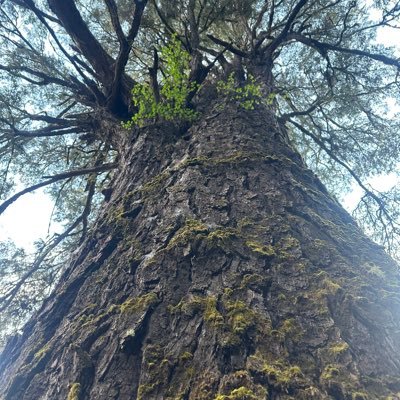 linhdif's profile picture. 