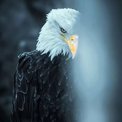 Shoaib_Hassii's profile picture. زندگی کی سب سے بڑی نعمت ذہنی سکون ہے اگر آپ اسے محسوس کرتے ہیں تو آپ کے پاس سب کچھ ہے✨.