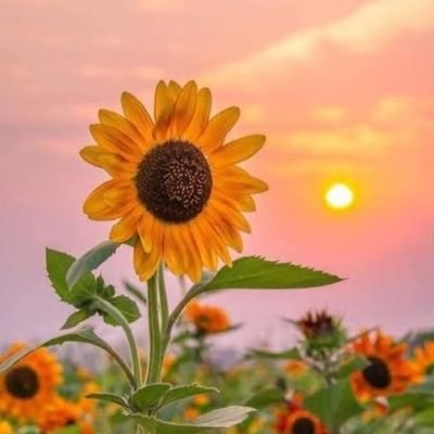 wimonwanb212's profile picture. 💚WYB💚✨🖤XXSIVK🖤
❤️TRINITY❤️🤍🖤