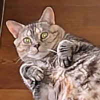 けだま@kdm (@kedama_gtsh) 's Twitter Profile