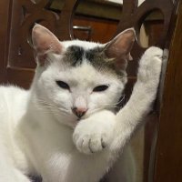 chewi 🍒 (@chewipopsicles) 's Twitter Profile