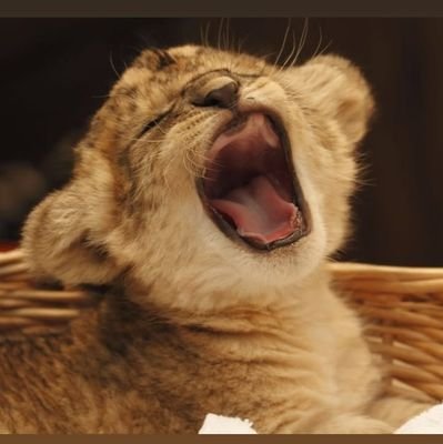 ZVCWhzOS8f4HY53's profile picture. 
