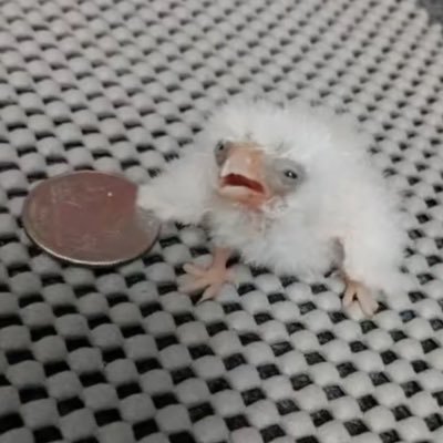 l0s3rthay's profile picture. monotonia