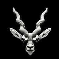 … (@waqaral50411208) 's Twitter Profile