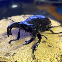 もちクワ (@mochikuwa309) Twitter profile photo