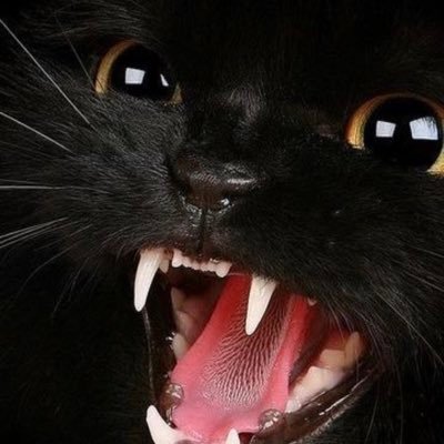 rogue9229's profile picture. “Illusion Is Sometimes All That Keeps Us Sane.” Full-time Bitch/Part-time Nerd.