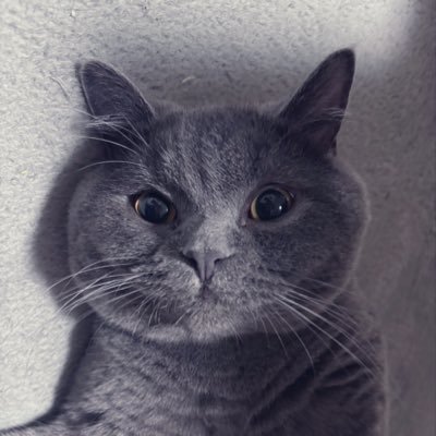 au0407's profile picture. 分子栄養を学びたい クロスバイク乗り🚲💨 食・本・映画・たまに運動・猫動物好き🏃‍♀ 無言フォロー失礼いたします！iHerb/DMT9131