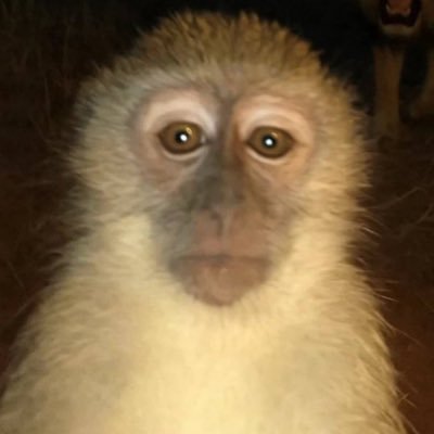 skinnywinston's profile picture. Smouldering green Winston fighting rain and wind on his never-ending stroll called life.