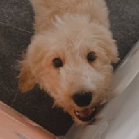 Joey chua (@joeychua20) 's Twitter Profile