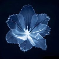blue (@blueebackyard) 's Twitter Profile