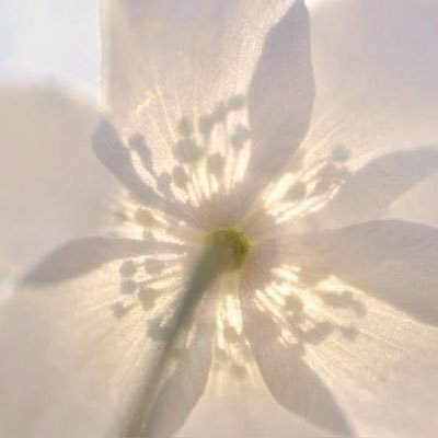 rosinsanity's profile picture. i lurk. not a bot tho pinky promise