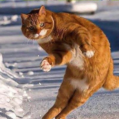 palmeirense2018's profile picture. 