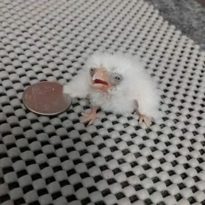 luludabumerang's profile picture. 