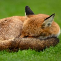 puppyfox (@normalpuppyfox) 's Twitter Profile
