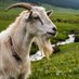 Goat vs man (@goatvsman) Twitter profile photo Goat vs man (@goatvsman) Twitter profile photo