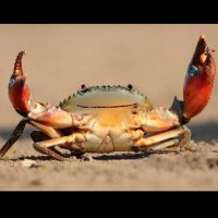 warden🔱🐟🦀 (@wwardennnnnn) 's Twitter Profile