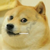 dp-underground (@dogestoned35151) Twitter profile photo dp-underground (@dogestoned35151) Twitter profile photo