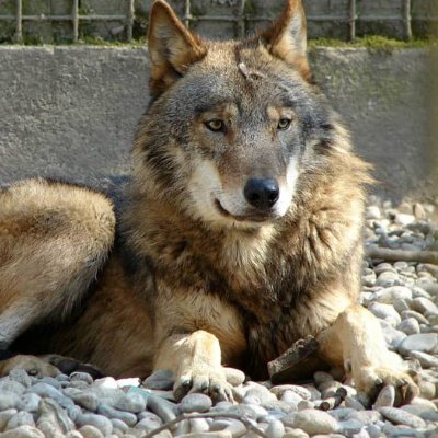 EastwoodWolf's profile picture. CONSERVATIVE ⛳️🏎️ Concerned about Canada’s future. Support the country you live in. 
I stand with 🇺🇸 Facts matter. No DMs. My pronouns: told/you/so