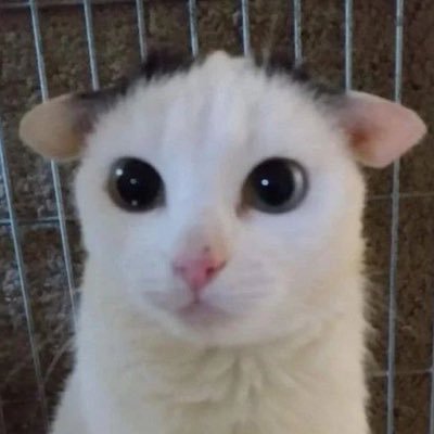 4o.さんのプロフィール画像