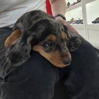 Renamir (@danielolafroc) 's Twitter Profile