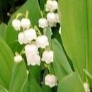 mirumiru_chala2's profile picture. いろいろあるんよ